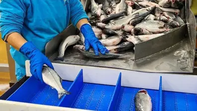 Su ürünlerinde planlı üretimin kapsamı genişletildi