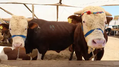 2024 Kurban Bayramı ne zaman idrak edilecek? (2024 yılı dini günler takvimi)