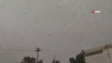 Irak’ta çekirge sürüleri ekinlere saldırdı