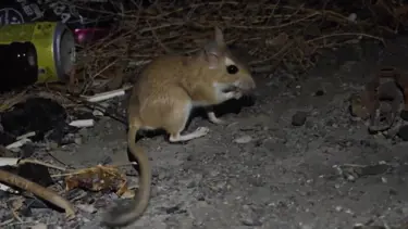 Kırmızı listede yer alıyor, Erzurum'da ortaya çıktı