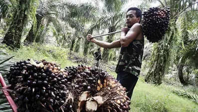 Palm yağı daha da ucuzladı