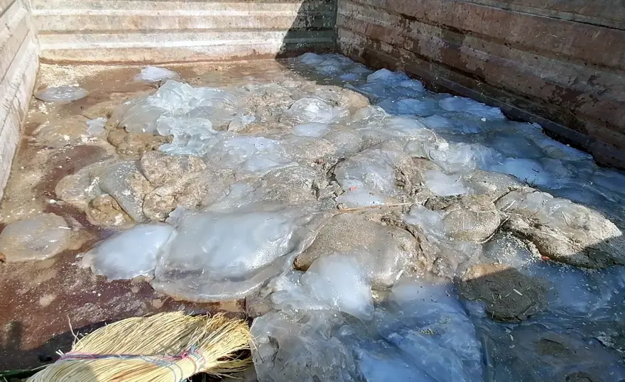 Sahile ölüdenizanaları vurdu, uzmanlar uyardı: Dokunmayın 4