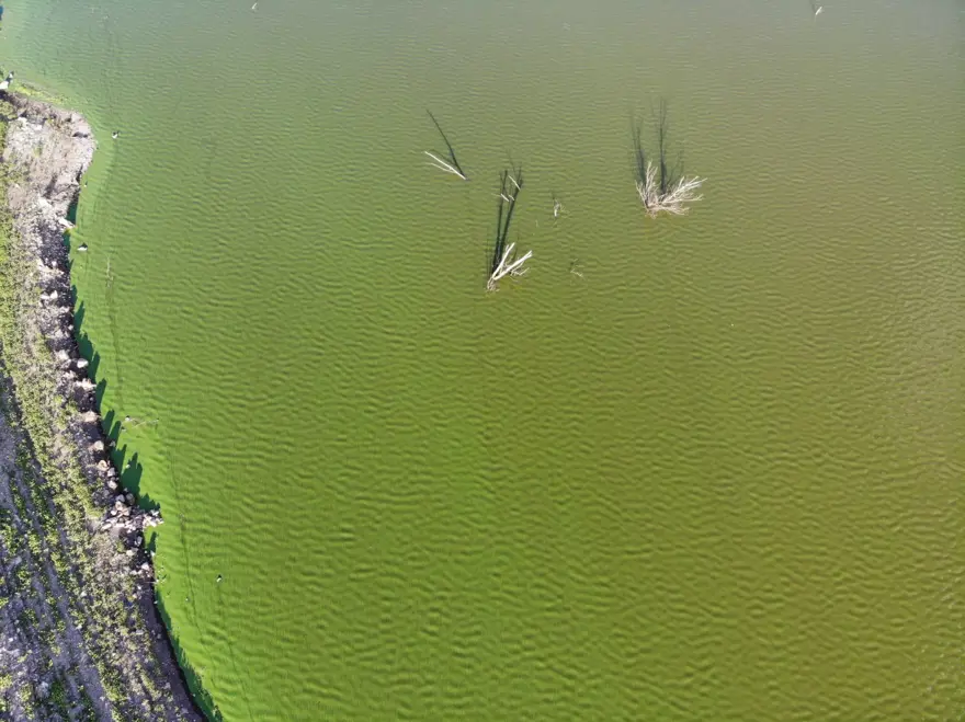 Kars Gölü yeşile büründü 8