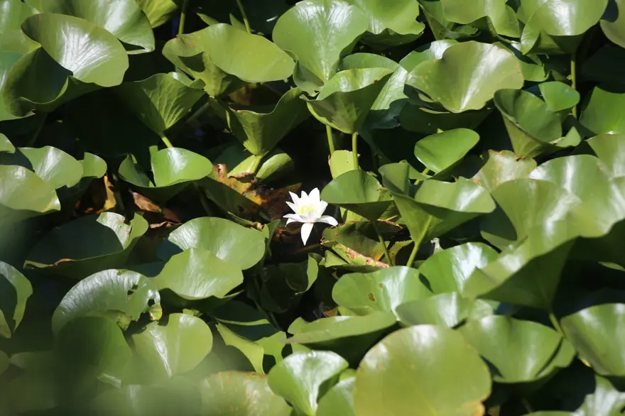Kuraklık Nilüfer Gölü'nü de vurdu: 10 ton su kararı Kuraklık Nilüfer Gölü'nü de vurdu: 10 ton su kararı