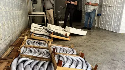 Balıkçıların yüzü güldü : 1 gecede yaklaşık 9 bin palamut