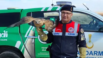 Yaralı kızıl şahin koruma altına alındı