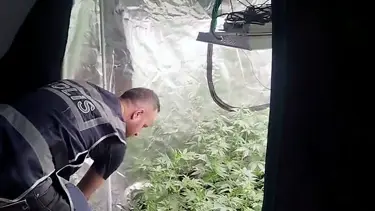 Geçen hafta cezaevine girmişti: Evinden kenevir serası çıktı