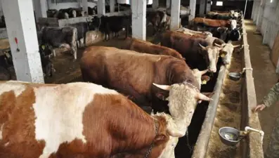 Büyükbaş hayvanlarını kışın otele bırakıyor, yazın alıyorlar