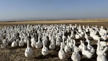 Kazlar kesim için besiye alındı