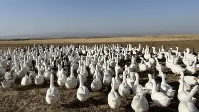 Kazlar kesim için besiye alındı