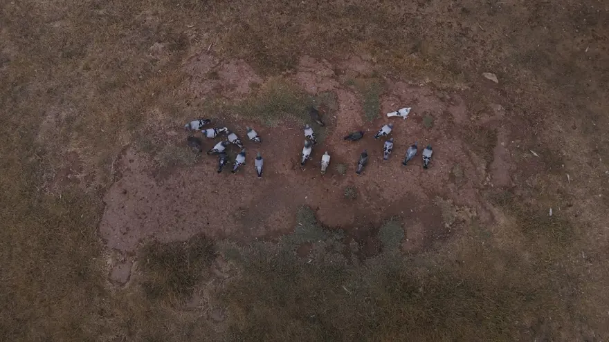 Değeri yarım milyondan fazla: Yurt dışından bile talep görüyor 