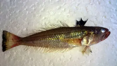 Dikenleri zehirli balığa karşı uyarı: ''Değdiği an hastanelik ediyor''