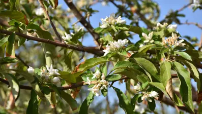 Elma ağaçları ağustos ayında çiçek açtı
