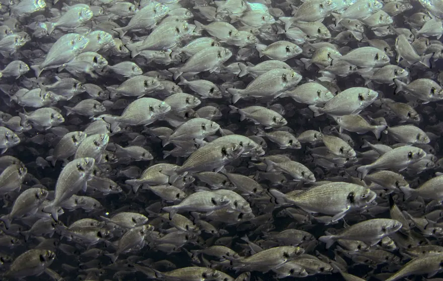 Balık fotoğrafı yarışmasında kazananlar belli oldu 15