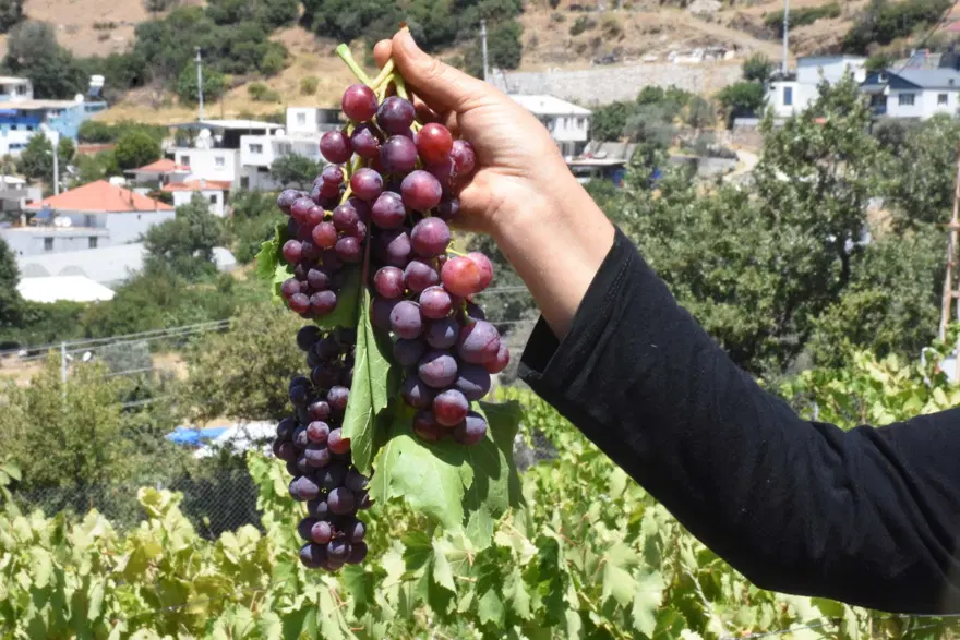 Aroması yüksek, büyük taneli ve susuz yetişiyor! Coğrafi işaretli, 20 gün erken hasat edilecek 2