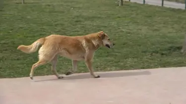 İstanbul'da sokak köpekleri çocuklara saldırdı