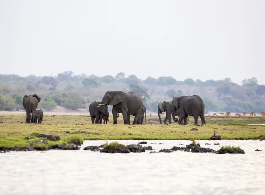 Afrika'nın fil cenneti: Chobe Ulusal Parkı 
