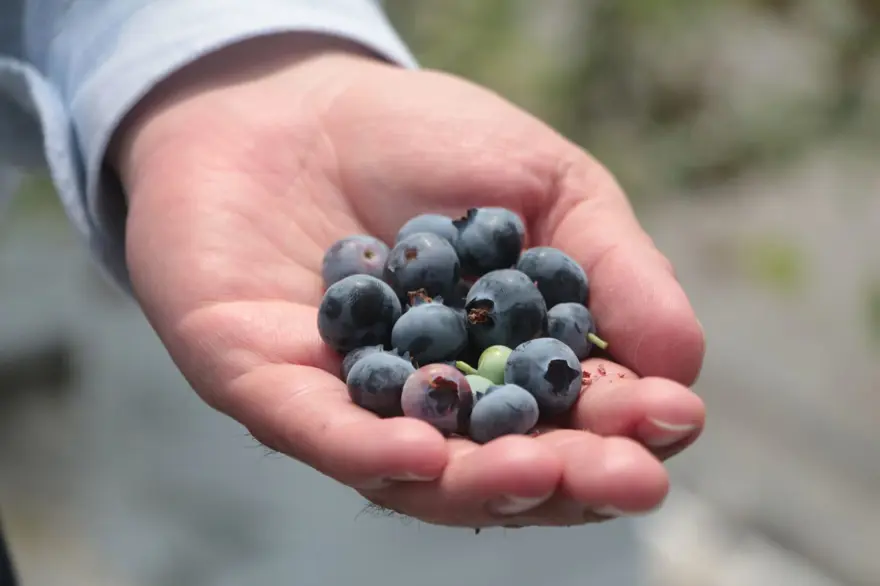 Adana'da yaban mersini üretildi: Kilosu tarlada 160 TL'ye satılıyor 2