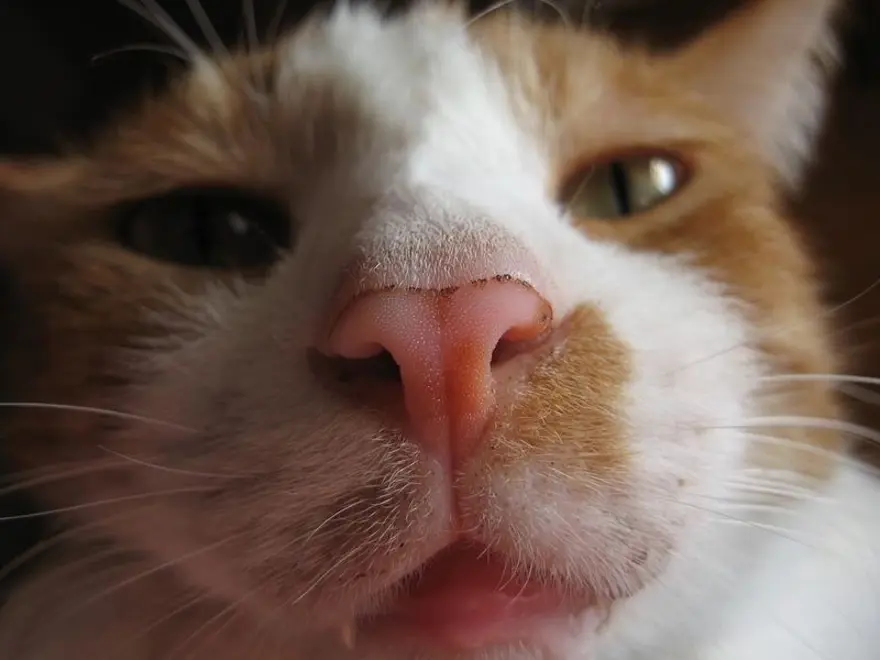 İnternetin yeni fenomenleri 21