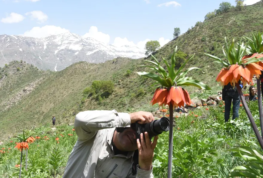 ters lale,sümbül dağı, hakkari ters lale, sütçüler tepesi, cilo doğa sporları kulübü 10
