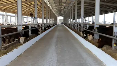 Karabük'te şap karantinası