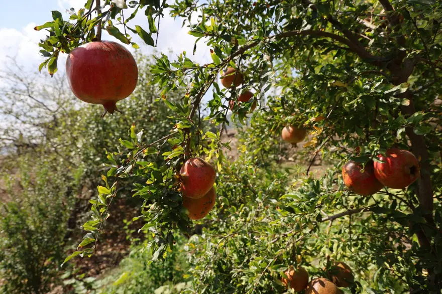 Geçen yıl 20 TL'ydi, bu yıl 80 TL: 900 rakımda yetişiyor 