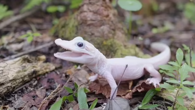 Dünyanın ''en nadir timsahı'' doğdu: Mavi gözlü ve beyaz derili