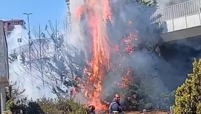 Beşiktaş'ta ağaçlık alanda yangın