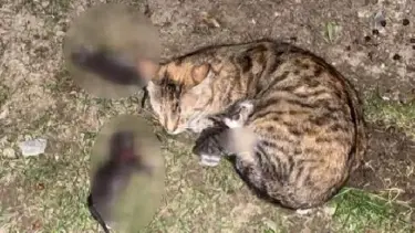 Sitede kürekli dehşet: 3 yavru kediyi öldürdüler