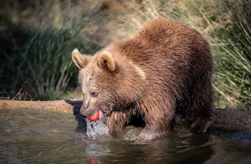 Türkiye'nin tek ayı barınağı Ovakorusu'nun maskotu oldular 23