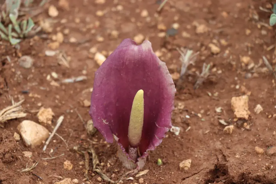 Mantar toplarken gördü, adını tarihe yazdırdı: Çiğ yendiğinde çok zehirli 
