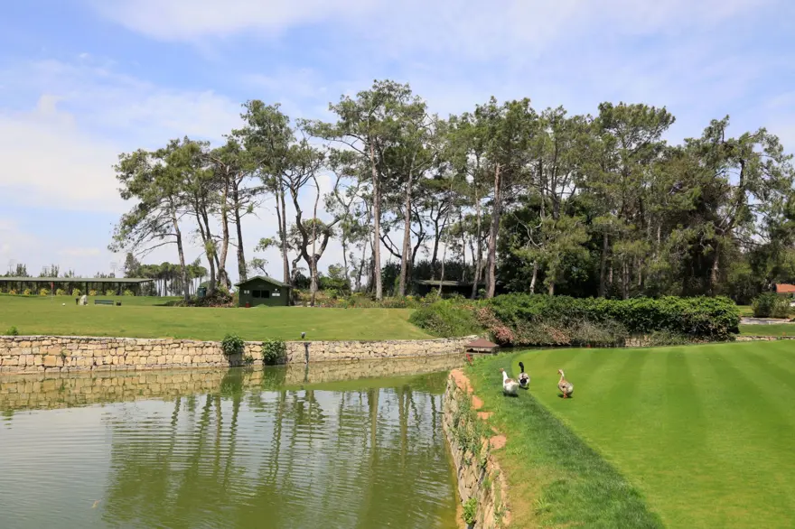 Yılda 500 bin oyunun oynandığı sahada şimdi ördekler geziyor 4