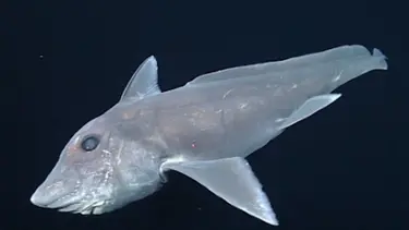 Nadir görülen "hayalet köpekbalığı"nın yeni bir cinsi keşfedildi