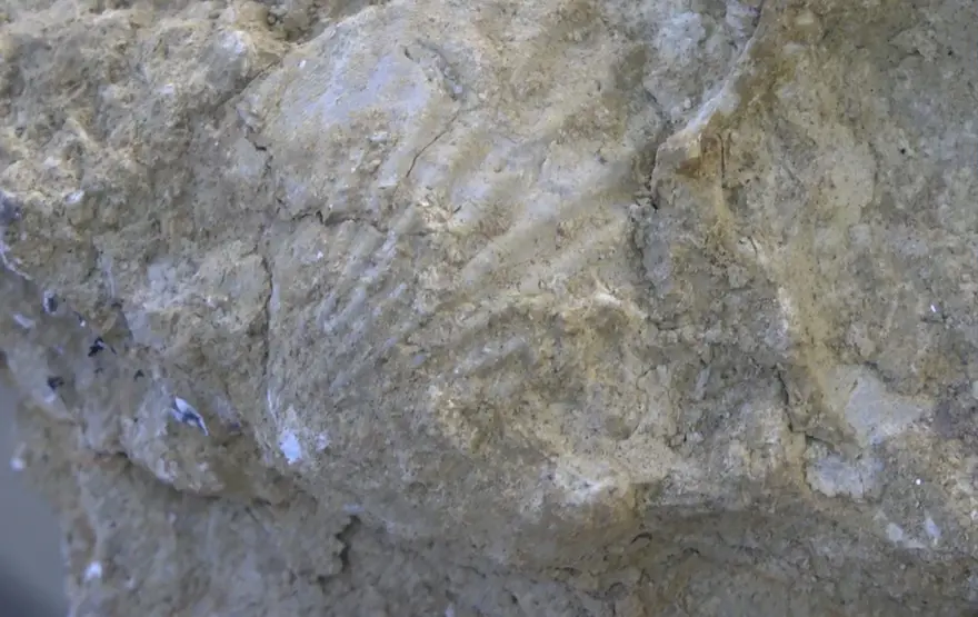 ‘ÇOK İLGİNÇ DENİZ CANLILARI VAR’ 2