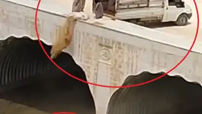 Kamyonetle geldi, dereye hayvan pisliği döktü