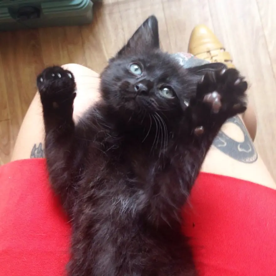 Hayatını kedileri kurtarmaya adadı 22