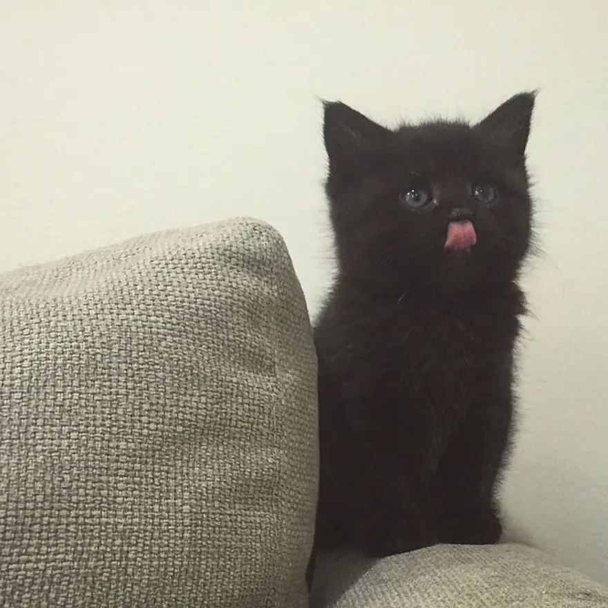 Hayatını kedileri kurtarmaya adadı 171