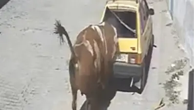Boğa otomobili sürükledi
