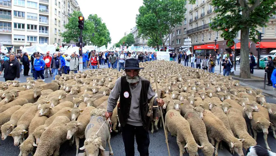 Hayvan yetiştiricileri Paris'te 7