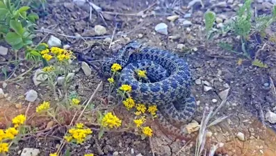 Koca engerek yılanı görüntülendi