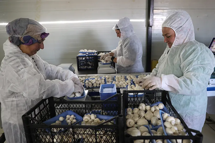 İNGİLİZCE ÖĞRETMENLİĞİNİ BIRAKTI İNGİLİZCE ÖĞRETMENLİĞİNİ BIRAKTI