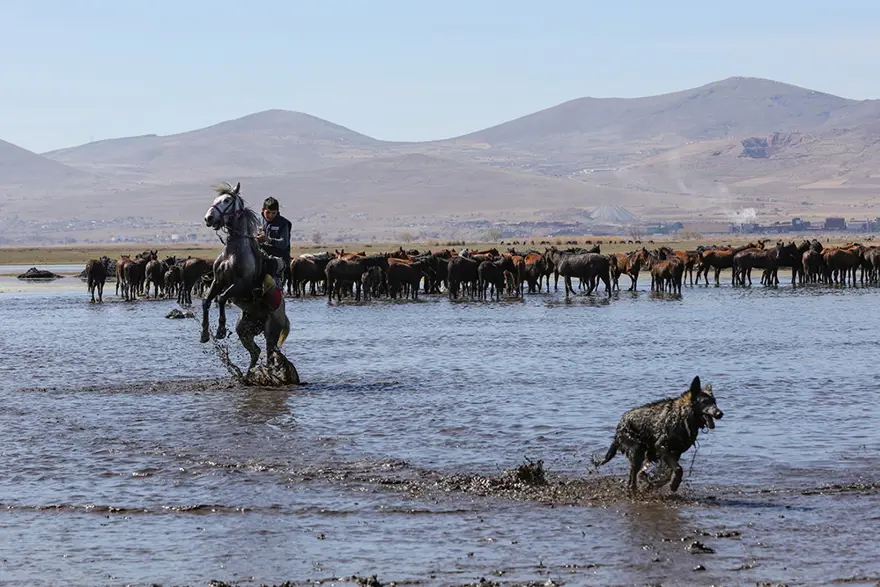 Erciyes eteklerinde yılkı atları 7