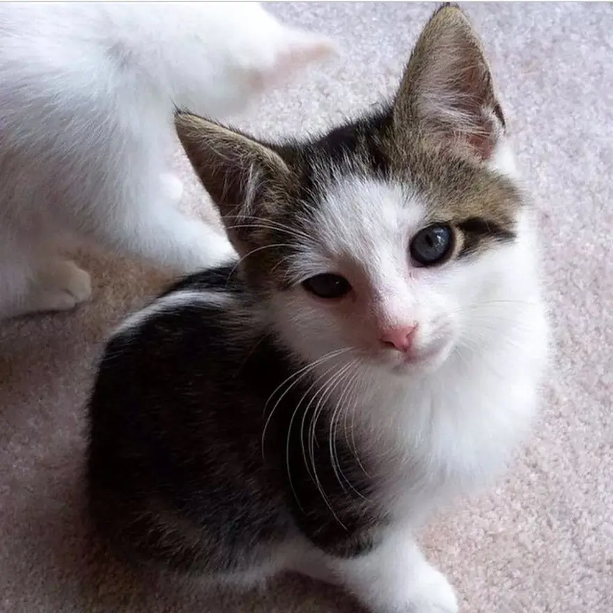 Hayatını kedileri kurtarmaya adadı 111