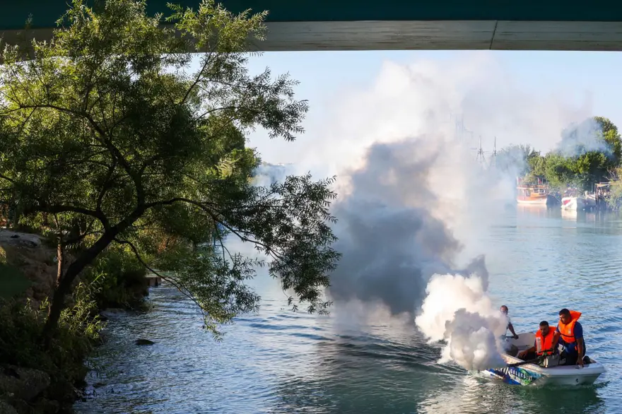 İstilacı tür olarak biliniyor: Yumurtaları 6 ay kuraklığa dayanabiliyor 