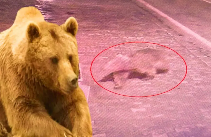 Bursa'da ayı alarmı son buldu: 8 gün sonra bulunup, barınağa getirildi 