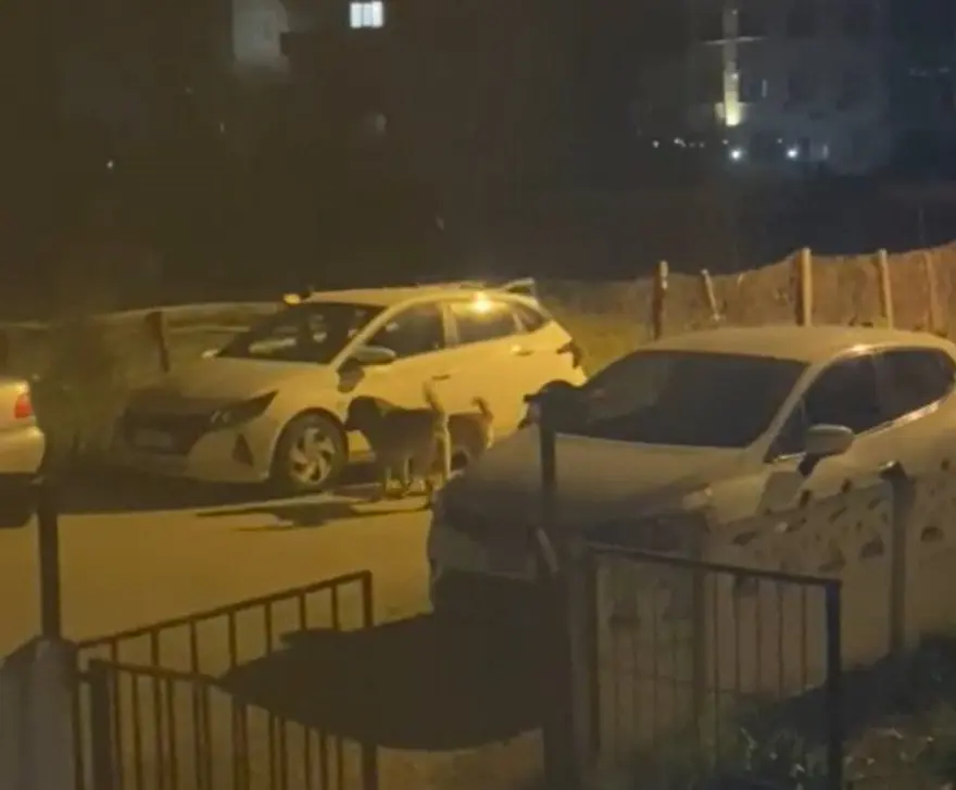 Sokak köpekleri otomobili paramparça etti: Hasarın bedelini belediyeden istedi 1 Sokak köpekleri otomobili paramparça etti: Hasarın bedelini belediyeden istedi 1