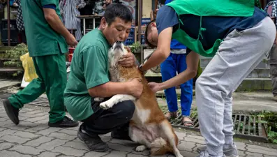 Filipinlerde kuduz alarmı: 2024'te 426 kişi öldü