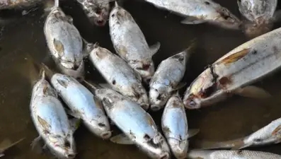 Kızılırmak'taki balık ölümlerinin nedeni belli oldu
