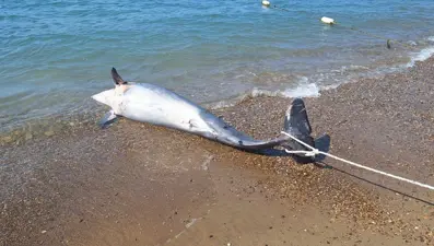 Bodrum'da ölü yunus karaya vurdu