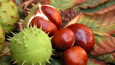 At kestanesi nedir, faydaları nelerdir?